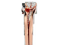 кольца пасьянса 191038